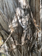 Juniperus osteosperma