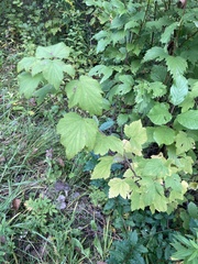 Ribes americanum