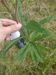 Vernonia missurica