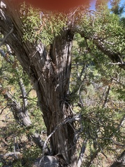 Juniperus osteosperma