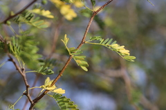 Vachellia farnesiana