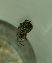 Parawixia