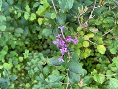 Syringa