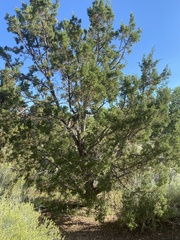 Juniperus osteosperma