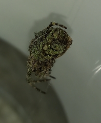 Parawixia