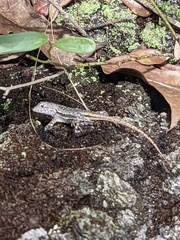 Sceloporus woodi