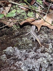 Sceloporus woodi