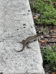 Leiocephalus carinatus