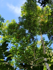 Elaeocarpus floridanus