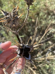 Datura quercifolia