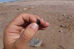 Thanatophilus lapponicus