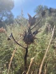 Datura quercifolia