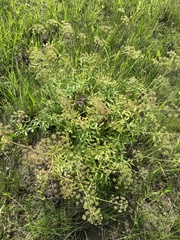 Cicuta douglasii