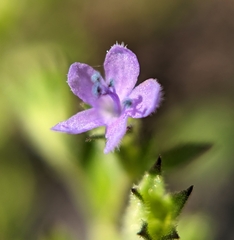 Trichostema brachiatum