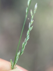Muhlenbergia