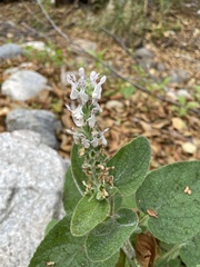 Stachys albens