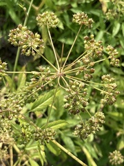 Cicuta douglasii