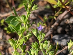 Trichostema brachiatum
