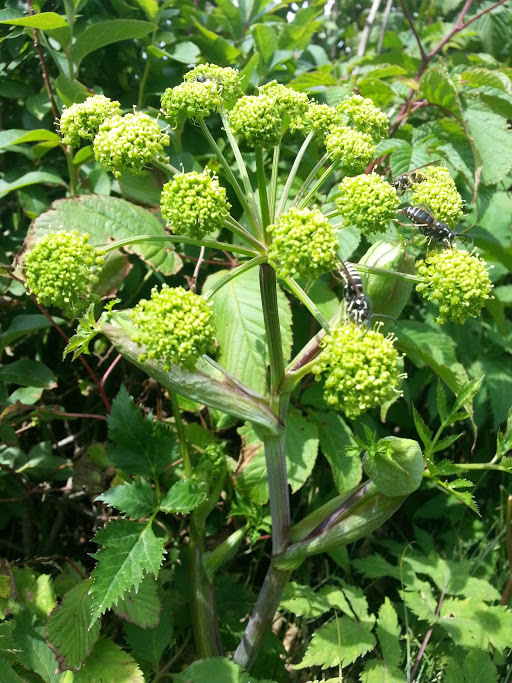 mountain angelica