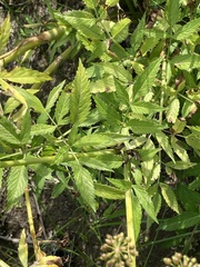 Cicuta douglasii