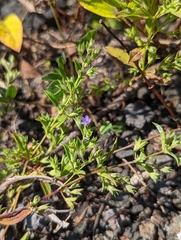 Trichostema brachiatum