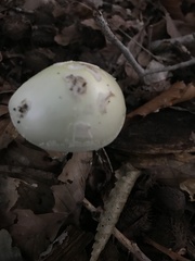 Amanita lavendula