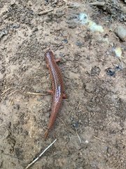 Pseudotriton ruber