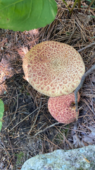 Suillus spraguei