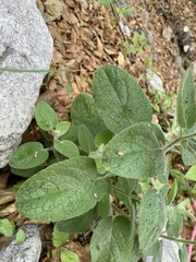 Stachys albens
