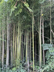 Phyllostachys aurea