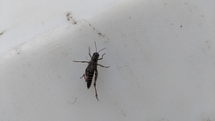 Melanoplus dawsoni
