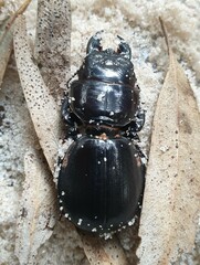 Scaraphites hirtipes