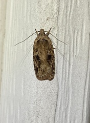 Agonopterix pulvipennella