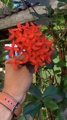 Ixora coccinea