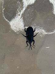 Scyphophorus yuccae