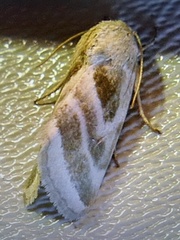Schinia trifascia