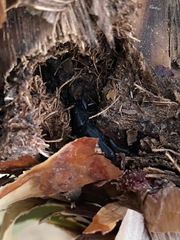 Scyphophorus yuccae