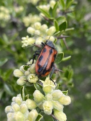 Astylus trifasciatus