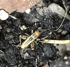 Allonemobius fasciatus