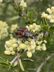 Astylus trifasciatus