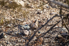 Callisaurus draconoides