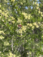 Astylus trifasciatus