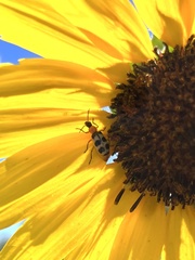 Paranapiacaba tricincta