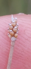 Eleocharis elliptica