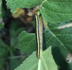 Trichordestra legitima
