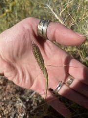 Elymus elymoides