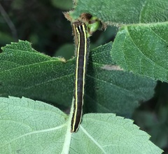 Trichordestra legitima