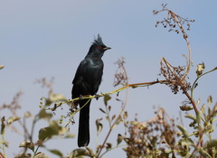 Phainopepla nitens