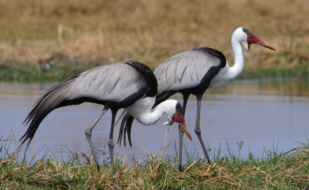 Wattled Crane photo
