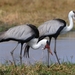 Wattled Crane - Photo (c) Ian White, some rights reserved (CC BY-NC-SA)